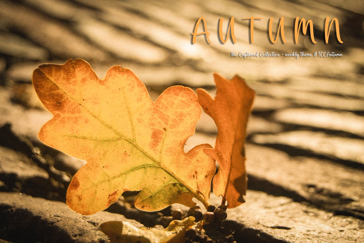 Captured_Collec's tweet photo. New #TheCapturedCollective Weekly Theme:

Autumn starts today 🍂

Tag us adding #TCCAutumn and have fun!

Everyone is welcome including Photography, Virtual Photography and all visual art mediums.

Ends November 1st https://t.co/51ZZpUhnuN