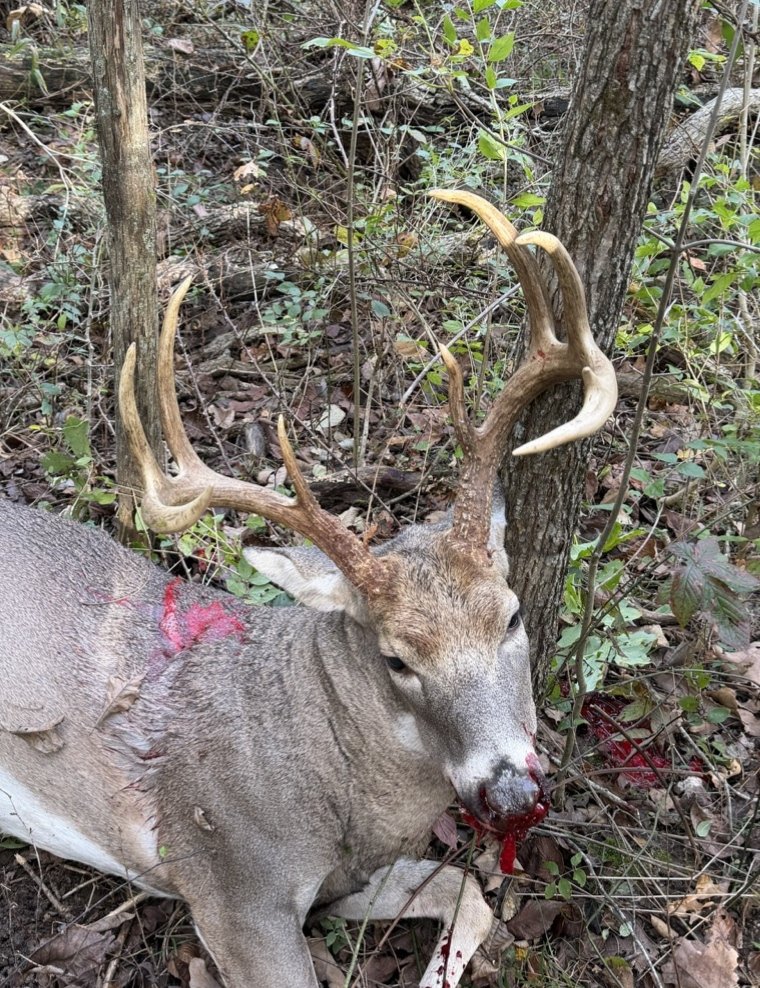 ShirkMervin's tweet photo. Successful morning archery hunt! https://t.co/YsZ7V3gZxw