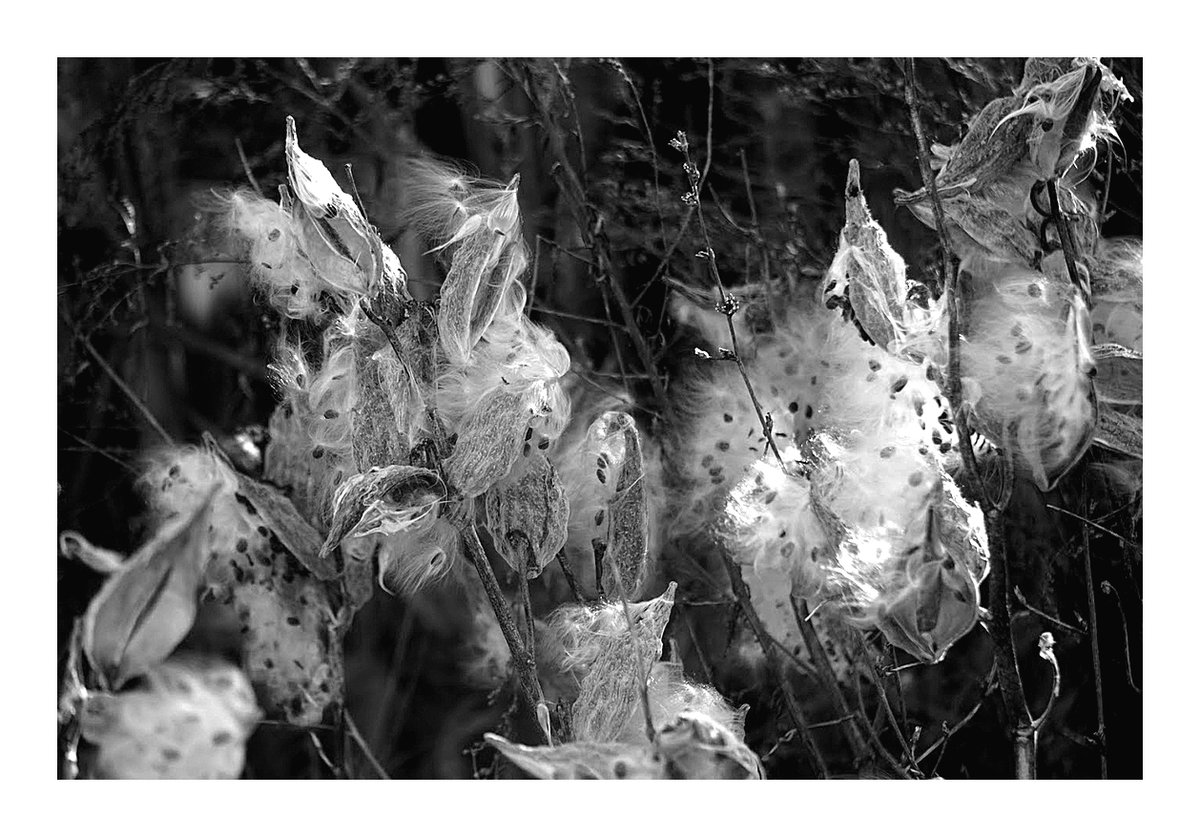 RobertDeFusco's tweet photo. landscapes
#photography #blackandwhitephotography #monochrome #milkweed #autumn #fall https://t.co/w48qp5z5Ov