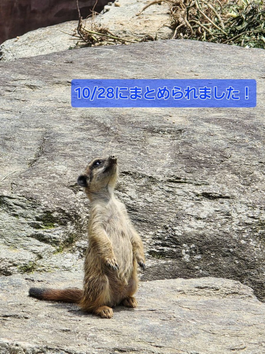 jaam54nu's tweet photo. 🎓 学��・研修医セッションは明日10/28開催！

今年は「いつもの学生・研修医セッションとはちょっと違う！」

👑 入賞あり
🎁 副賞は“長崎のちょっといいもの”

発表者の皆さん、ぜひ入賞目指して頑張ってください🔥会場で皆さんの発表を楽しみにしています！

#日本救急医学会 #学生研修医セッション https://t.co/BO4QtjgEhE