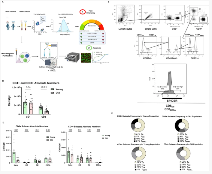 AponiaAnalytics's tweet photo. 🦉 Some T Cells Survive Stress but Not Activation

A T cell can survive metabolic stress yet become unusually vulnerable when activated. That distinction may matter more than its apparent cytotoxic potential.

Researchers at Rutgers University examined senescence-associated states in human CD8 effector T cells.

Cells with high SA-β-Gal activity were enriched for granzymes A and B and showed greater resistance to death at rest. But under nutrient limitation, strong stimulation reversed that advantage: these cells underwent faster apoptosis, particularly within the CD8 EMRA population.

The paradox is revealing. A cell's ability to survive and its ability to survive while fighting are not the same.

For cancer immunotherapy, this raises a critical question: are highly differentiated T cells failing because they cannot attack tumors, or because the metabolic cost of activation makes them unable to persist?

The experiments used healthy-donor cells and artificial stimulation, not tumor-specific responses. Whether this vulnerability contributes to treatment failure remains unproven.
#immunotherapy #T_cell
👉https://t.co/rVv1hbTuCw
