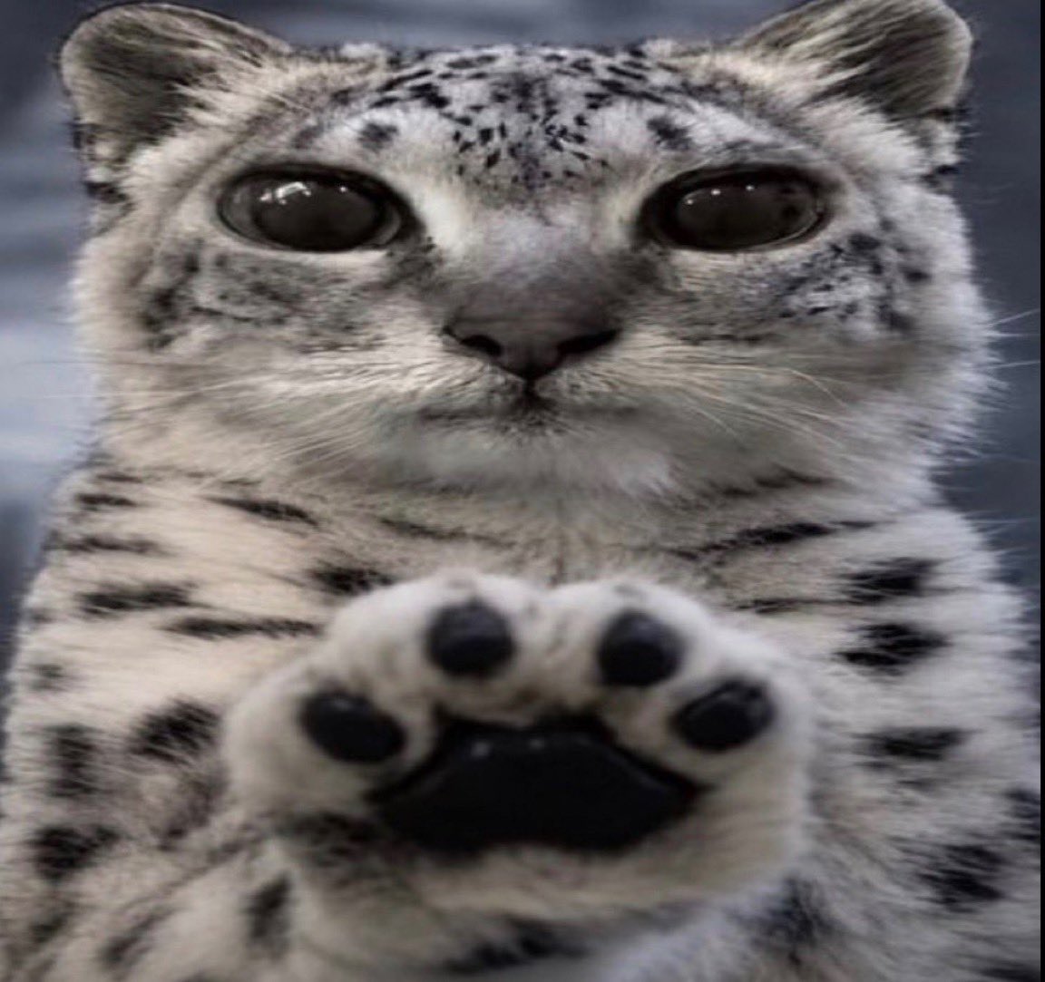 powrlines's tweet photo. *paws at you* 
*paws at you*
*paws at you*
*paws at you*
you’re the closest thing to human perfection 😊 https://t.co/BksLSaQU6J