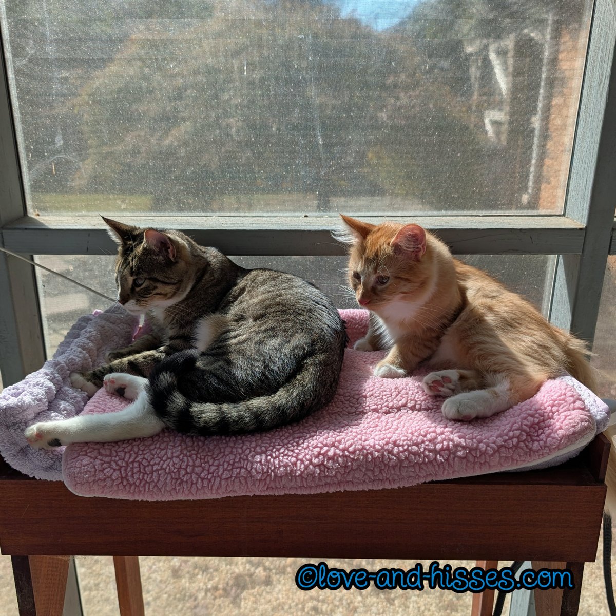 RobynAnderson's tweet photo. Pete's gonna hang out with his cool big brother (Magoo). https://t.co/q3GT7eTCpT