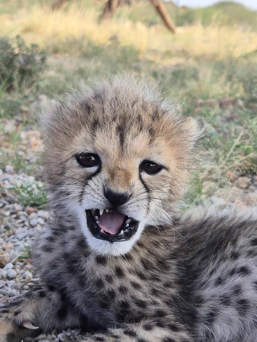 Image from Cheetah Conservation Fund (@CCFCheetah)