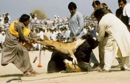 Joseph3Sengendo's tweet photo. The poor religion of these people tell s them that tearing an animal in pieces is the best way to make their God happy  !!! Who is around to throw these criminals in hell? Please animals are not yours to abuse stop it immediately https://t.co/J8K8Vz40fd