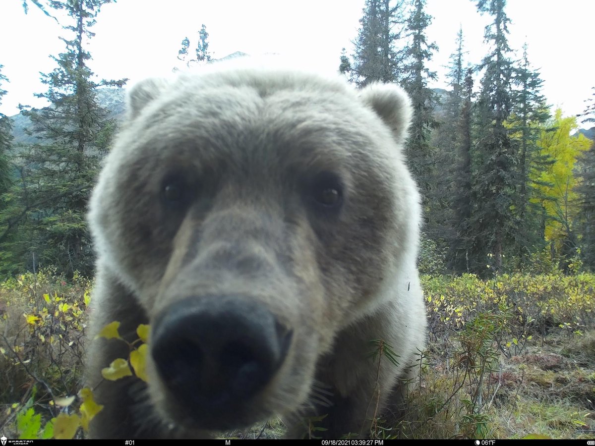Trail_Cams's tweet photo. https://t.co/jgQ3H77dIp