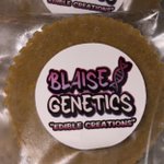 Photo by Blaise Genetics (@BlaiseGenetics)