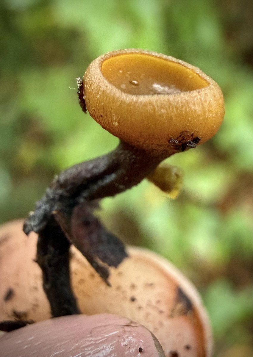 bernoid's tweet photo. Not certain on ID but I think this might be Ciboria batschiana. It was attached to some leaf litter &amp; a lump pf mud. I now suspect inside that mud was an old acorn. #MushroomMonday https://t.co/17mJK52GsR