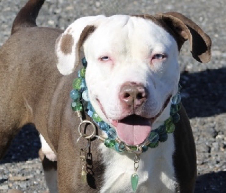 MoishesMom's tweet photo. Ghost 👻 is a 3️⃣ year old gent who arrived at the Staten Island Pound in NYC 1️⃣0️⃣ days ago…he’s 6️⃣9️⃣pounds of perfection👌 

Ghost 👻 is 🛟 only • He’s 🛟 only for his exuberance…jumping up and being mouthy…he needs puppy training classes that’s all 👊🏻

Ghost’s Bio ℹ️ 🔗 👇🏻
https://t.co/M0AnquVIEX

✅ Pledges for puppy boot camp training 

✅ ✍️ DM to @notthesameone2 to apply to Foster or Adopt through 🛟

Don’t let this stunner with the pale🧊 eyes wait any longer 💞💞💞💞