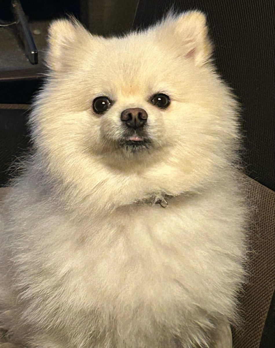 Forest_0414's tweet photo. ベロ👅がちょこっと出てる奴🐶

何かを期待してるのかな？ https://t.co/yw3m9q6rqA