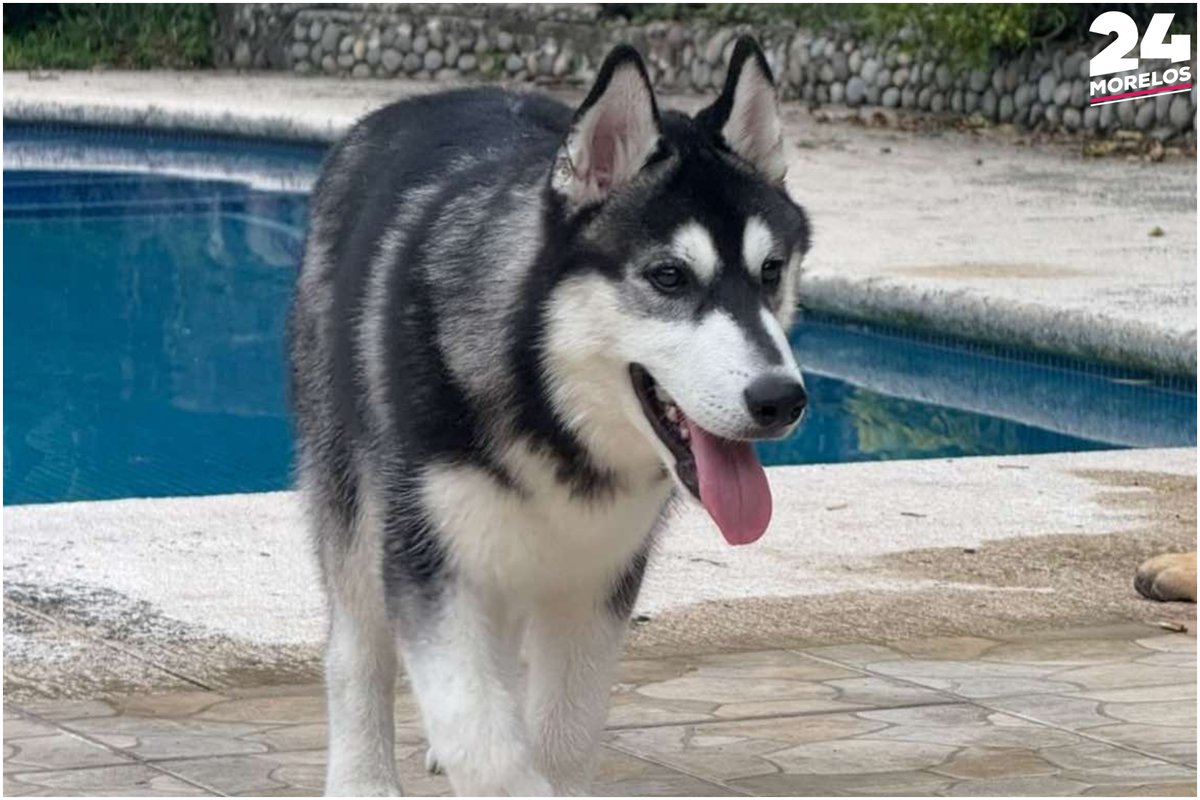 24_morelos's tweet photo. ¡AYUDEMOS A ENCONTRAR A CHASE! SE EXTRAVIÓ EN CUERNAVACA
#Chase es un perrito que se extravió en la colonia #LasPalmas, en #Cuernavaca, y necesitan de nuestra ayuda para encontrarlo.
Si lo has visto o tienes información sobre su paradero, no dudes en ponerte en contacto.
