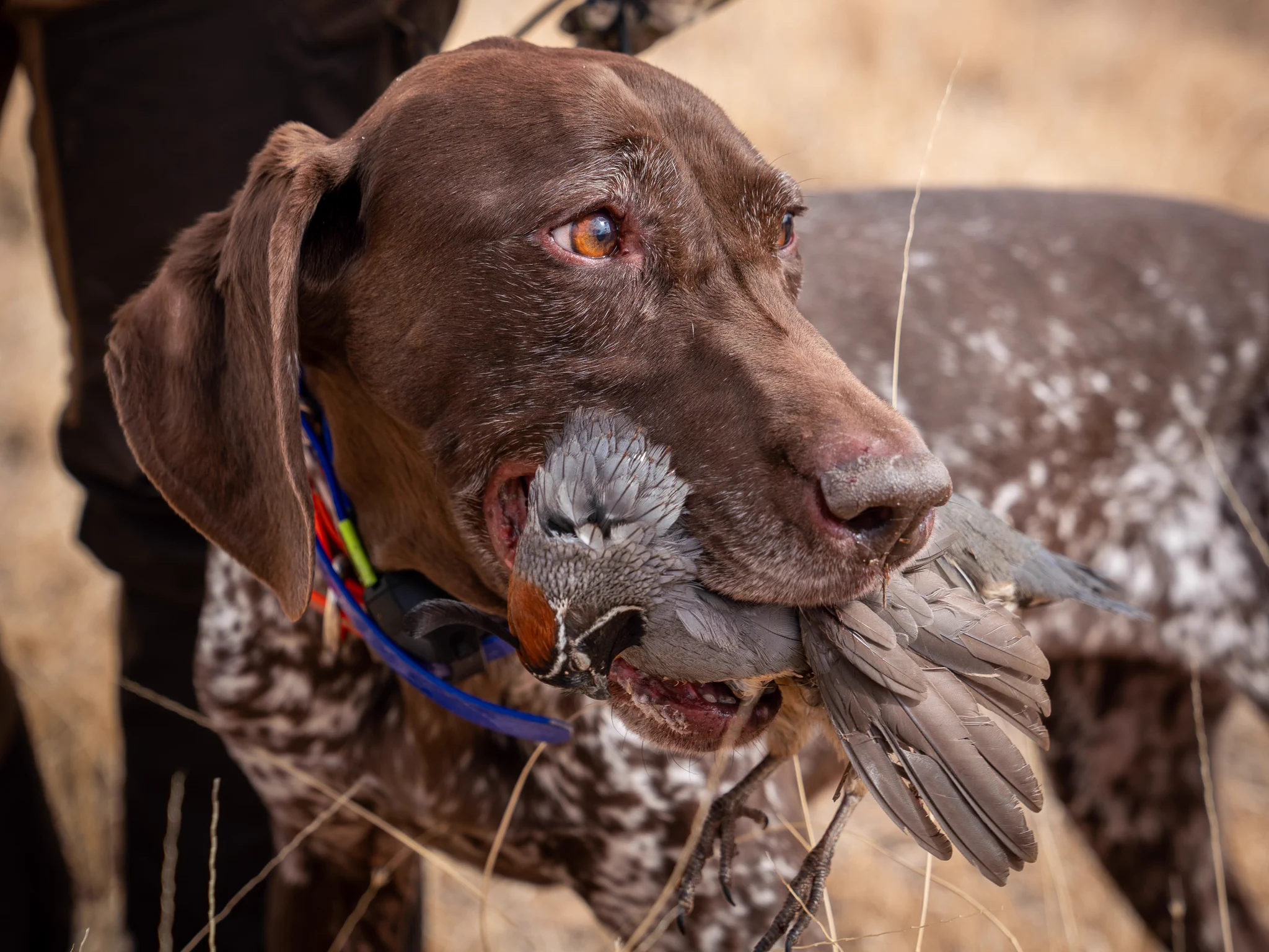 Quail Forever on X: 