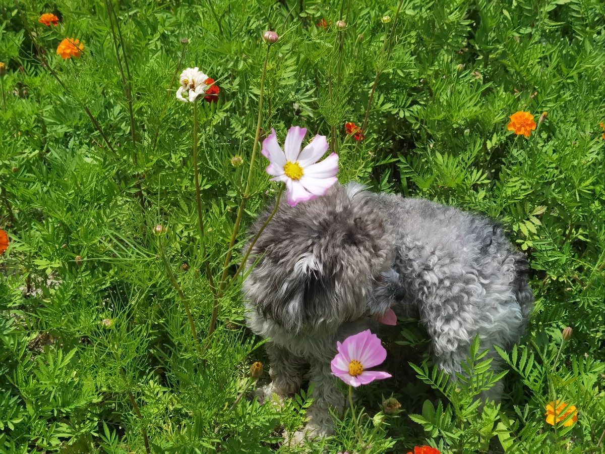 shioaotai's tweet photo. 「今日は散歩中に可愛い犬とすれ違ったんだ。ふわふわの毛並みに心が癒され、風も気持ちよくて、波の音が聞こえるようだった」， https://t.co/vPAHedMMUq