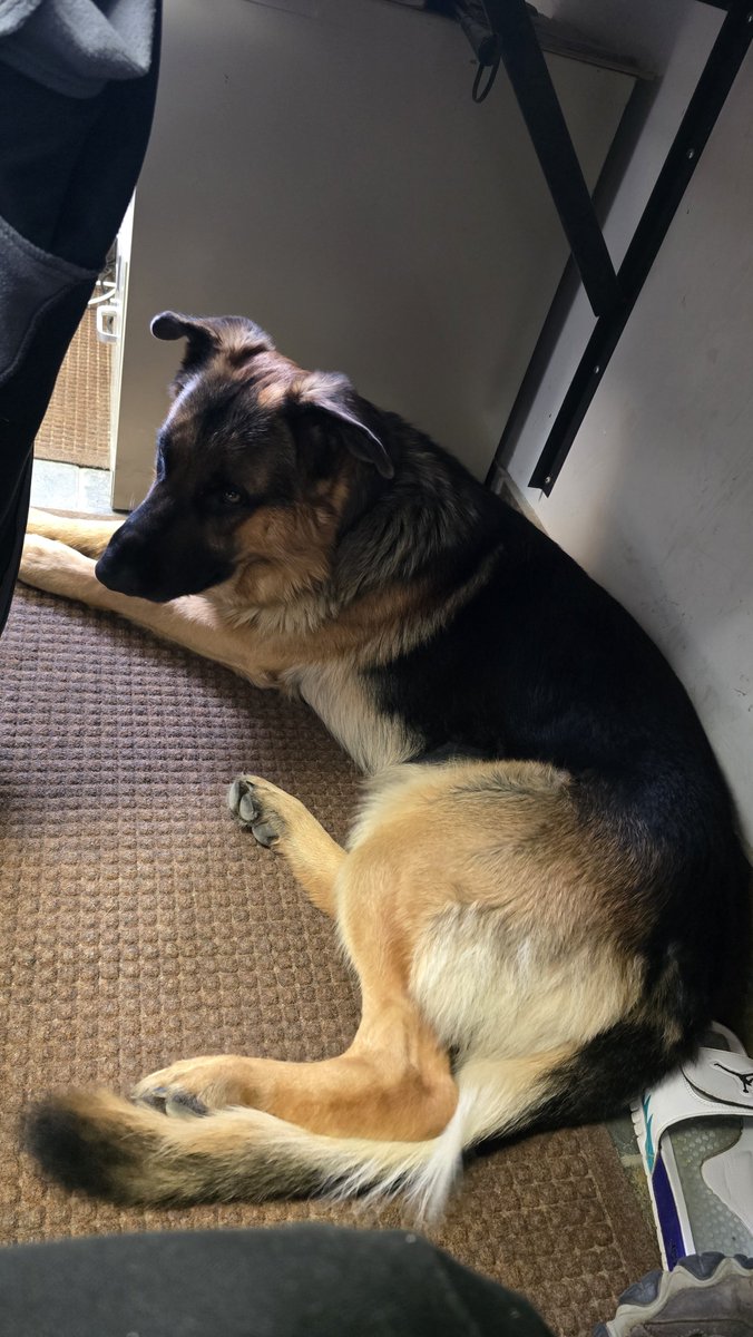 junokidd's tweet photo. Working dog https://t.co/Lb4xbXEQlV