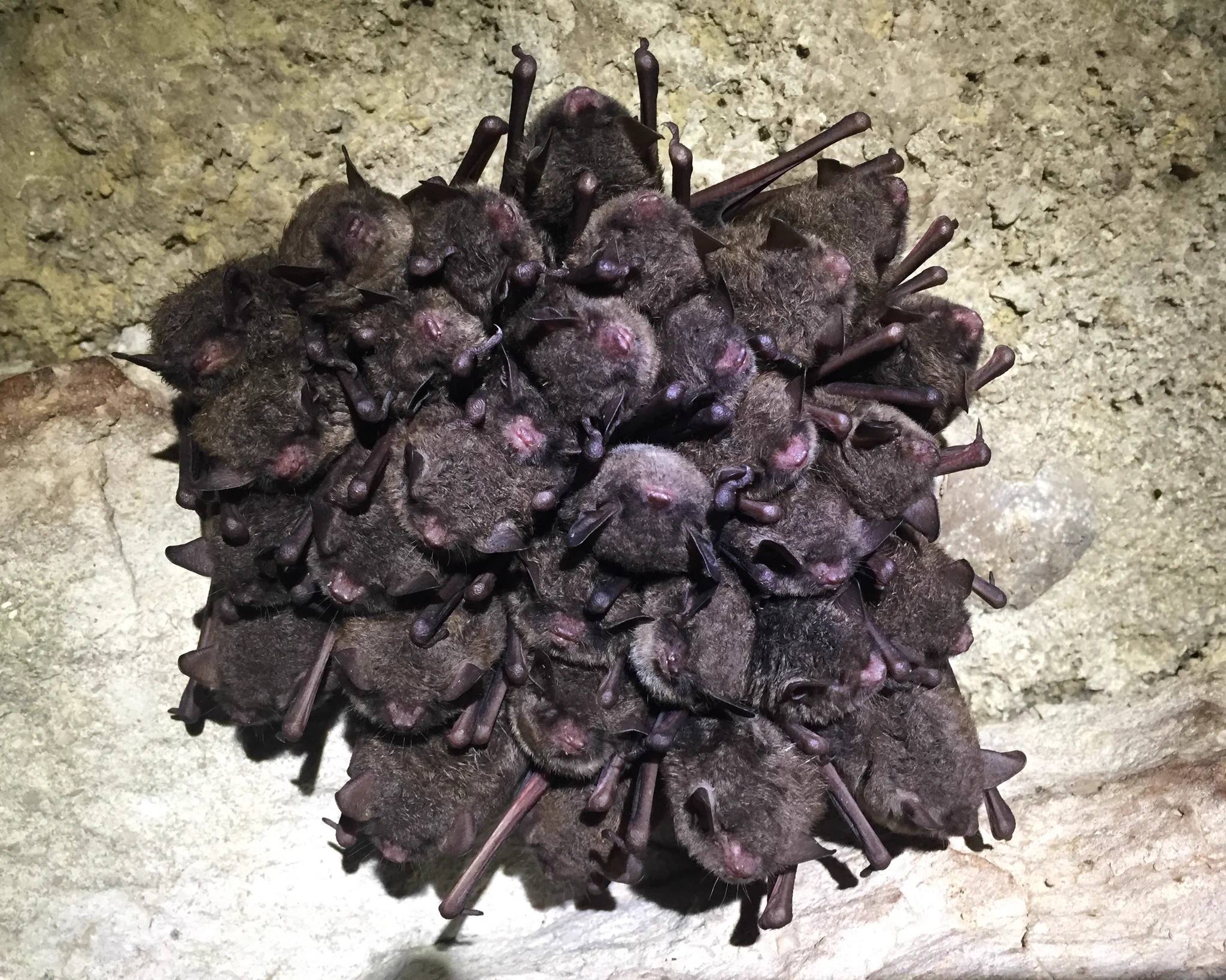 Cluster of small bats with black fur tightly roosting together on a cave wall with their wings folded.