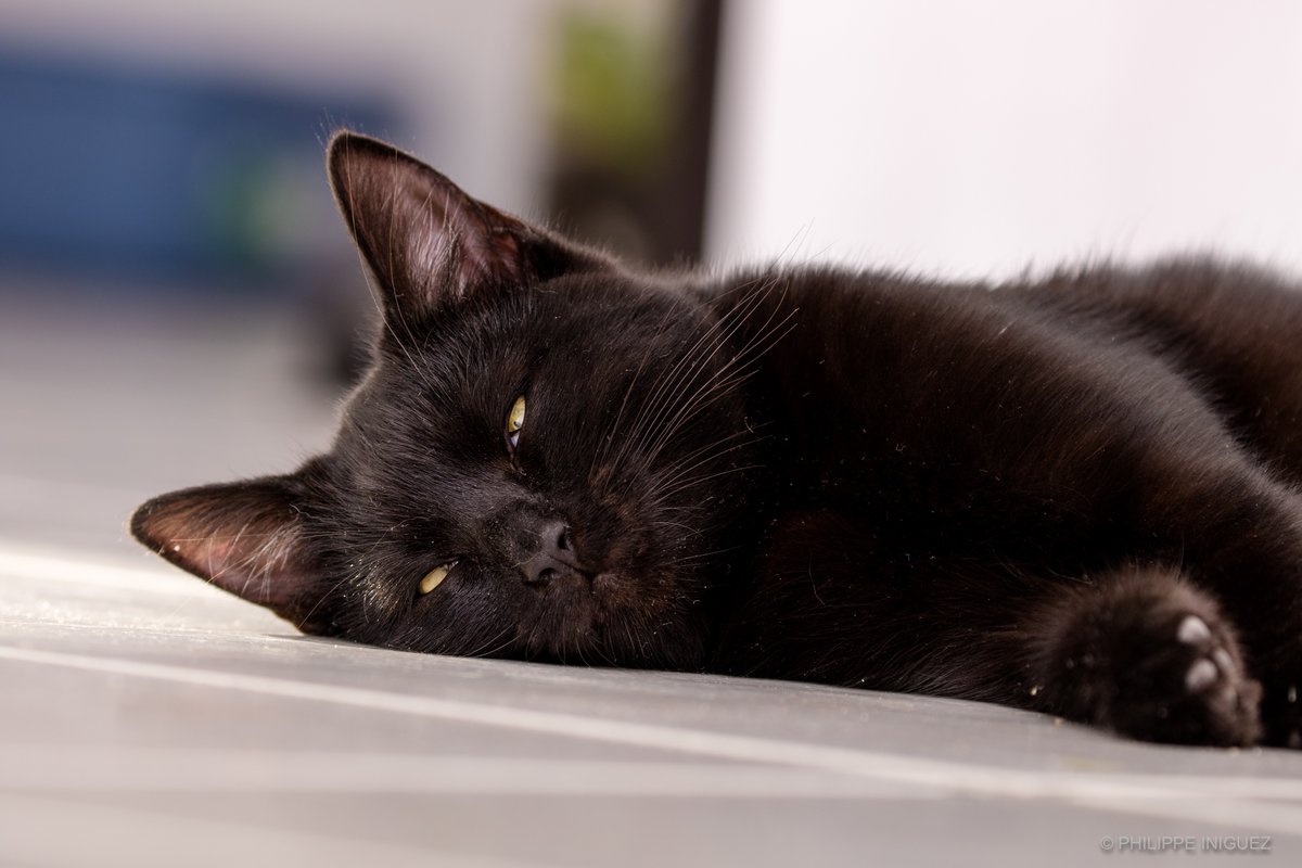 philippeiniguez's tweet photo. #chat #chats #cat #catlovers #animals #Challenge #Photo #Shooting #Photo #Shootingphoto #Photographe #Photography #Photoshoot #Canon #EOS #7D #PDH #Elinchrom #Rotalux #Quimper #Finistère https://t.co/IAEzzs42ZS