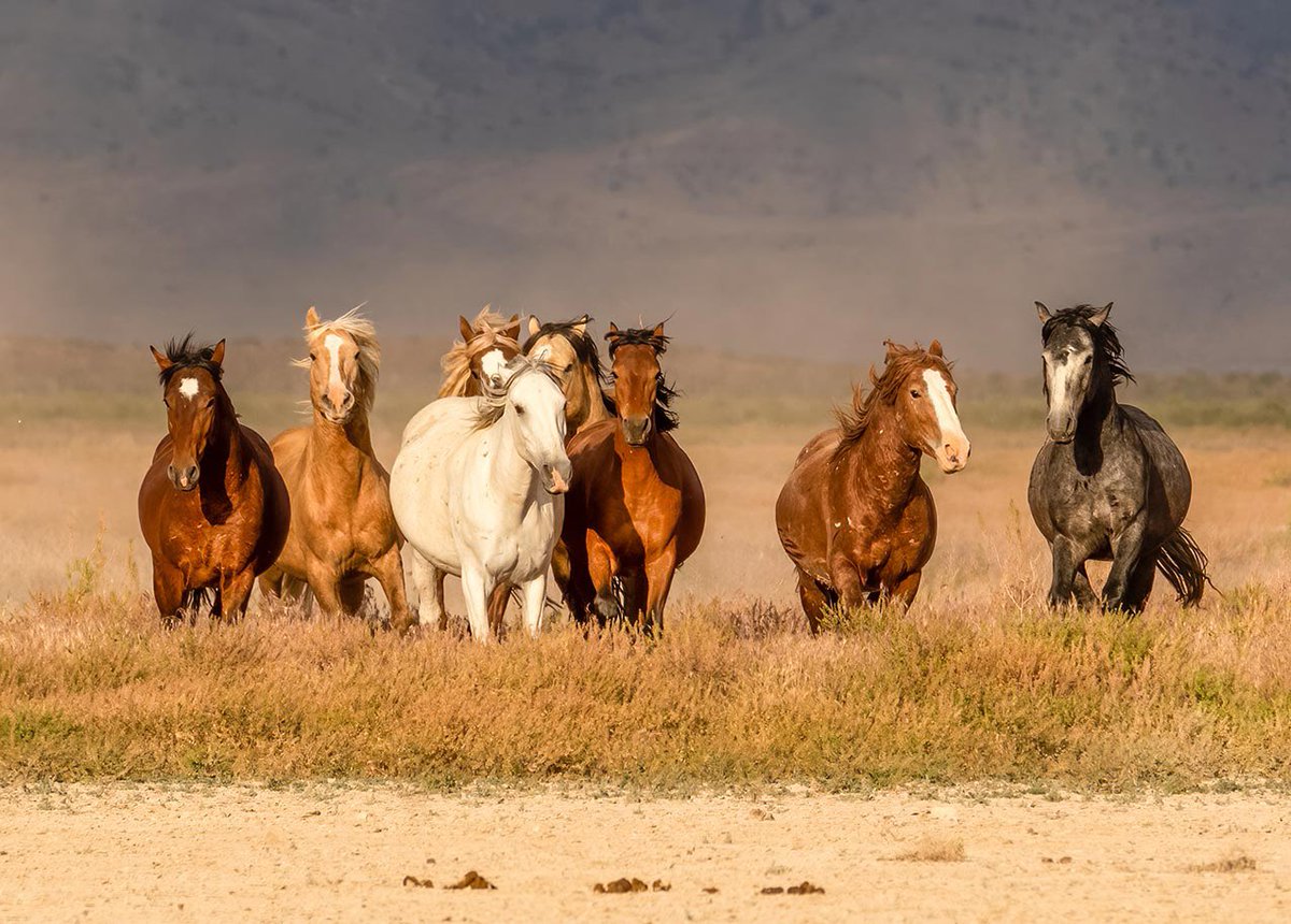 A group of horses stands together in a dry, grassy open field, with a hazy landscape in the background. No text is visible.