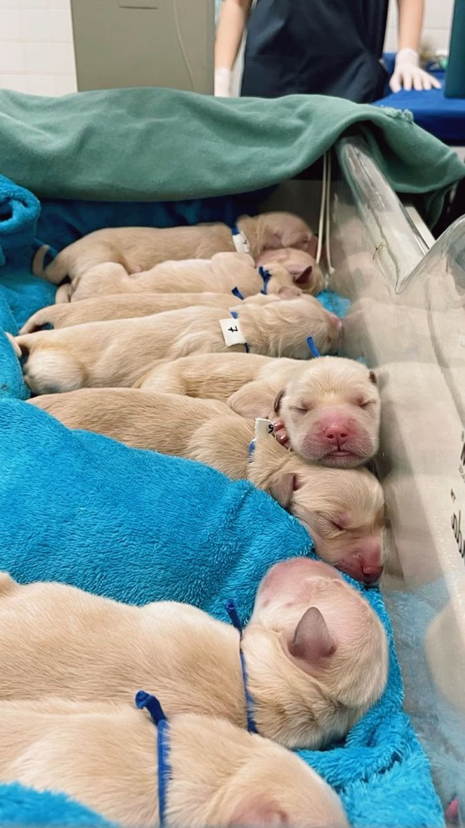jademalb7's tweet photo. Dias com os bebês são dias melhores. https://t.co/I2IkFFQK6a
