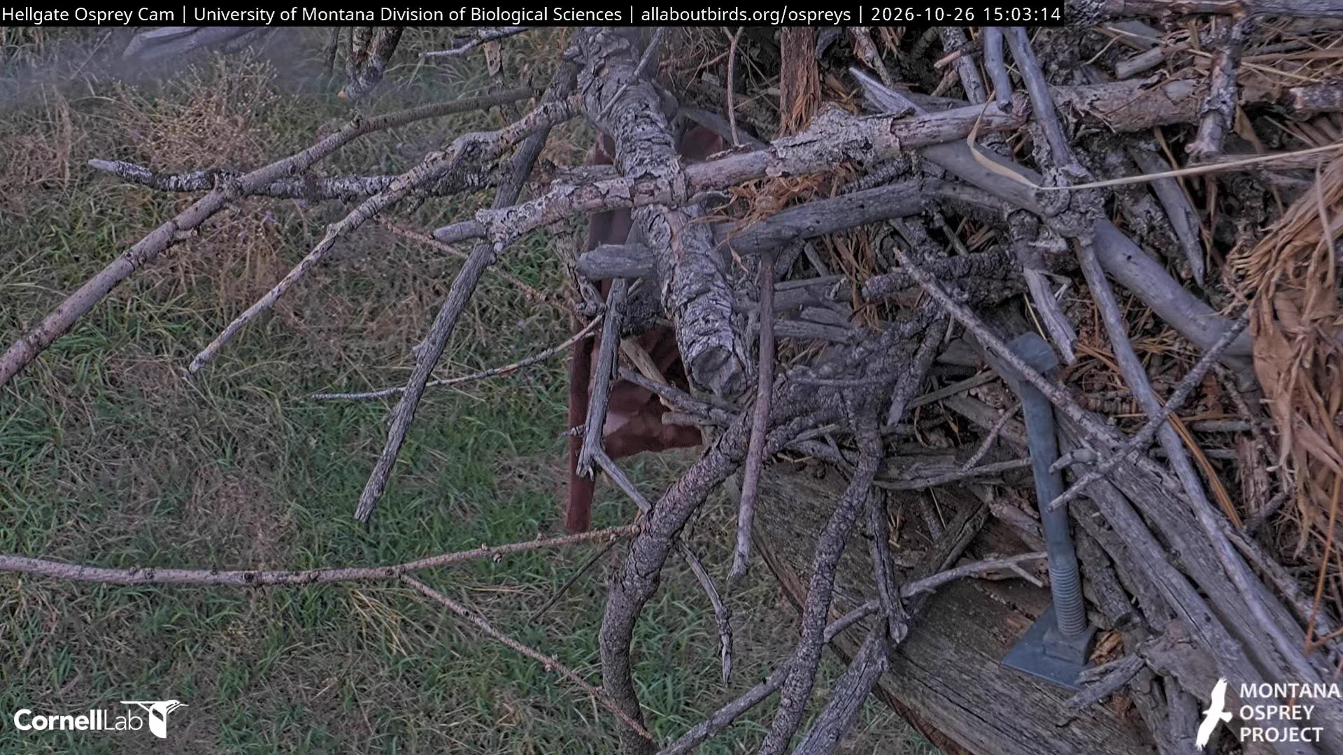 Hellgate Osprey on X: 