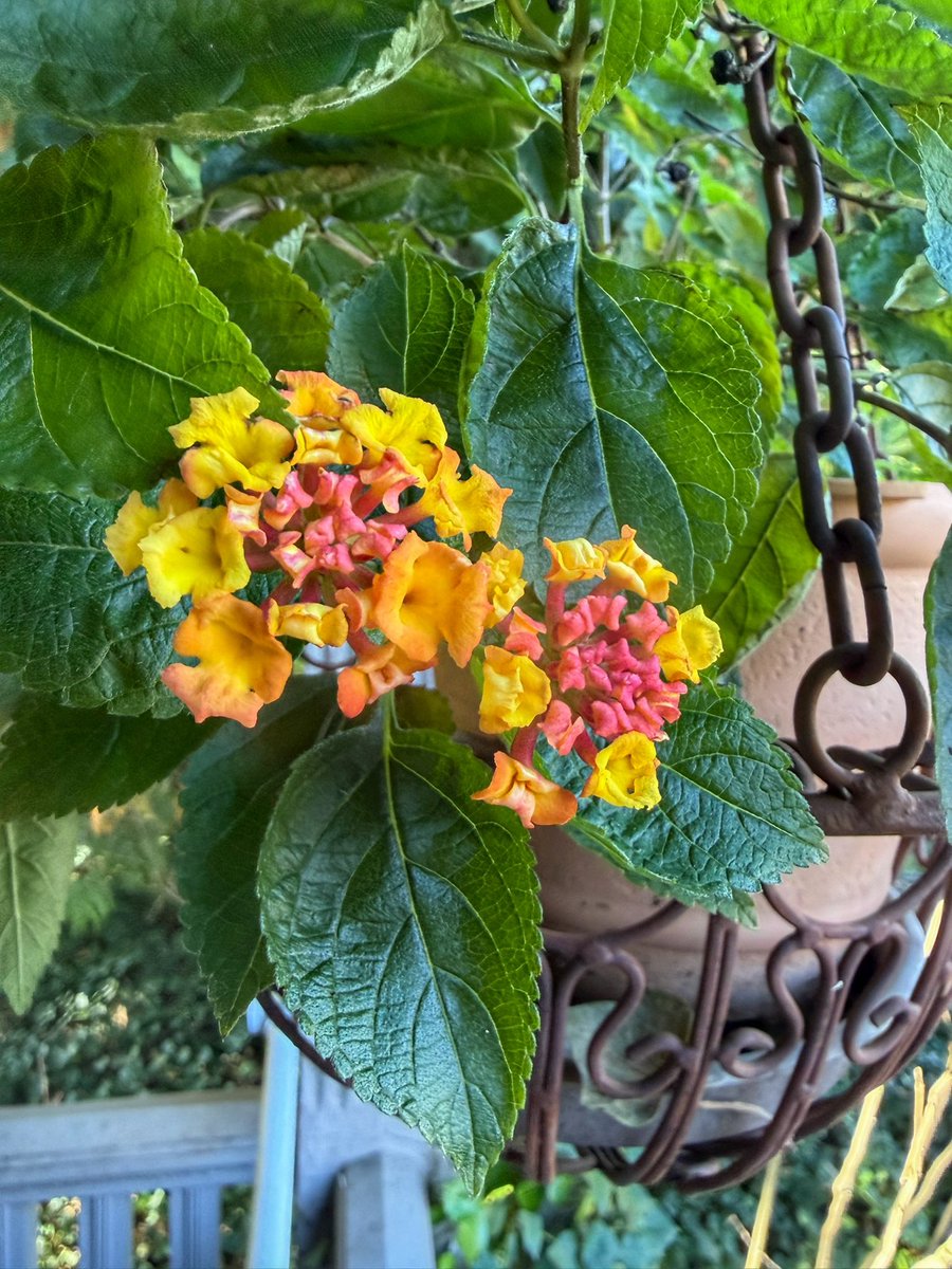 KSPrior's tweet photo. Autumn blooms https://t.co/dNMMoFOaDU