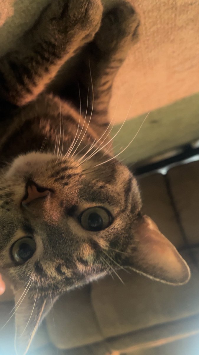 Kokoxeno's tweet photo. wow my account blew the hell up hi everyone here is my kitty jules https://t.co/tv8oOQ0J8F