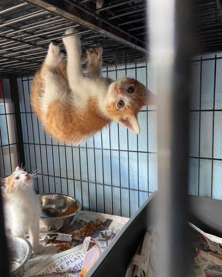 0 Braincell Cats on X: 