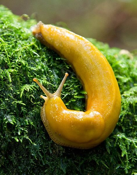 _noxiousgreed's tweet photo. Elaina - Banana Slug https://t.co/BhiPVYCNh9