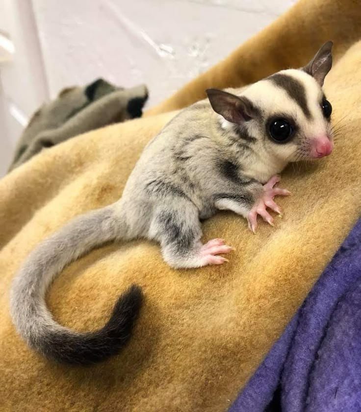 _noxiousgreed's tweet photo. Shelby - Sugar Glider https://t.co/3YyB1Xf5hg