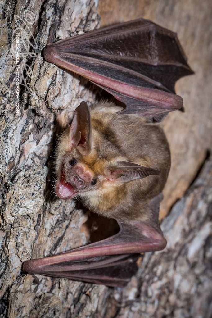 _noxiousgreed's tweet photo. Five - Vampire Bat https://t.co/adj53N48ZB