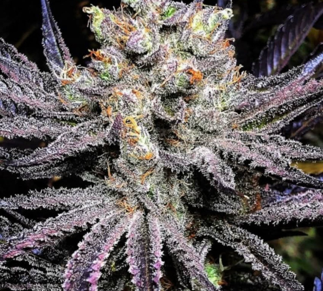 JINXPROOF230570's tweet photo. "LOUD LOVE" 
JINXPROOF GENETICS 
https://t.co/x8S9joo4Ox https://t.co/gcocatjpBo