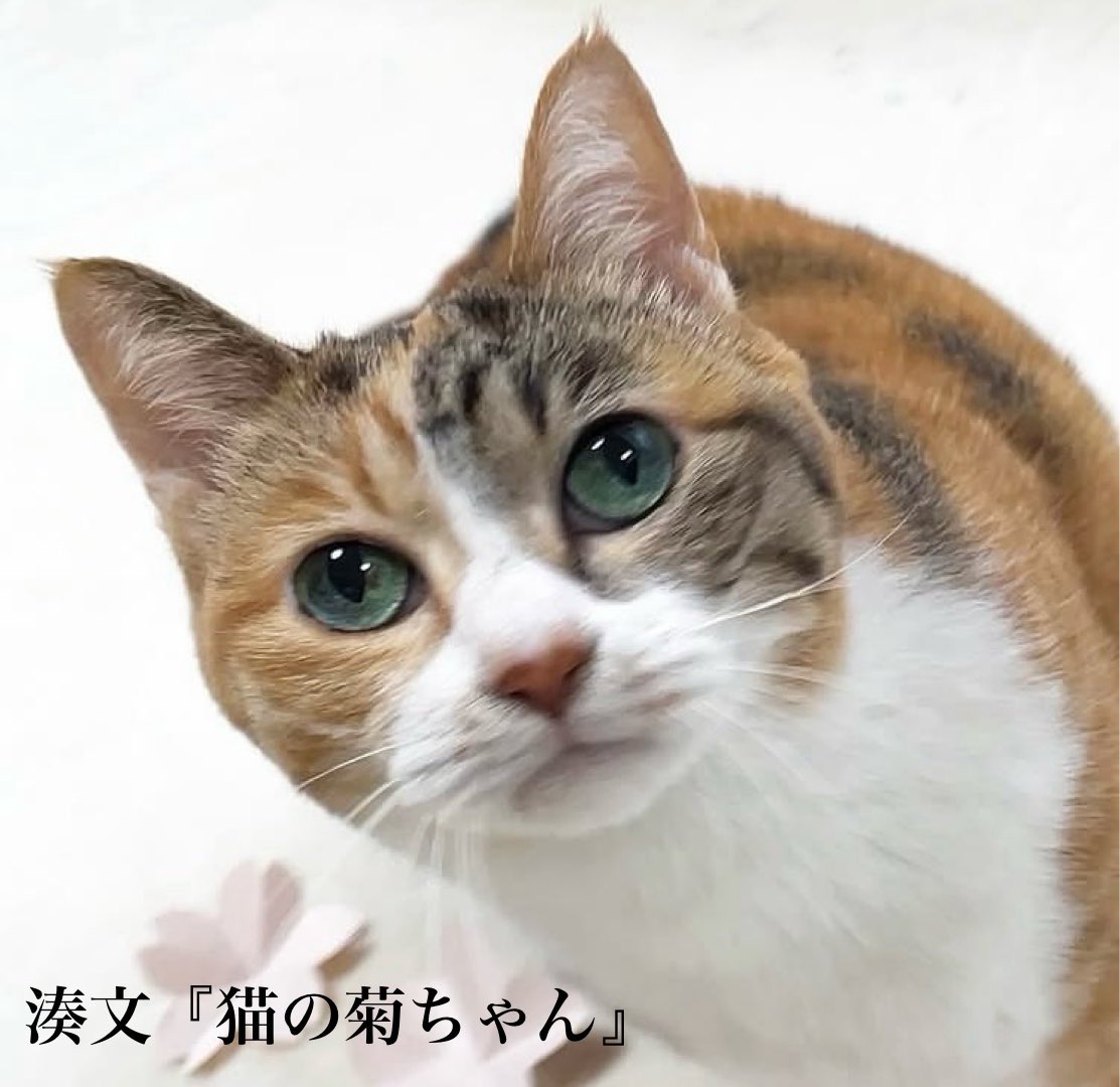 kara_tou_dayone's tweet photo. おはようございます☀
せいあちゃん、おはようニャ🐈
今日から読書週間📖ですニャ
最近本を読むって事をしてないなぁ…仕事終わりに本屋に立ち寄りますか〜
※写真は湊文『猫の菊ちゃん』より🤳
#おはよう #ohayo #猫好き #アニメ好き #せいあちゃん推し #山田のせい #toitoitoi
@seia_ttt0731 https://t.co/lKbxc9HWtX