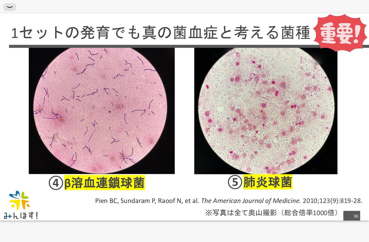 kocho_niide's tweet photo. 以前みんほすでもレクチャーした「血液培養のトリセツ」にもまとめております。
黄色ブドウ球菌やカンジダが血液培養から発育した場合の対応についてもまとめておりますので、ぜひご覧ください！
血液培養のトリセツ | Antaa Slide 
https://t.co/WL6oL0tPcM https://t.co/hhM9wfTCPD