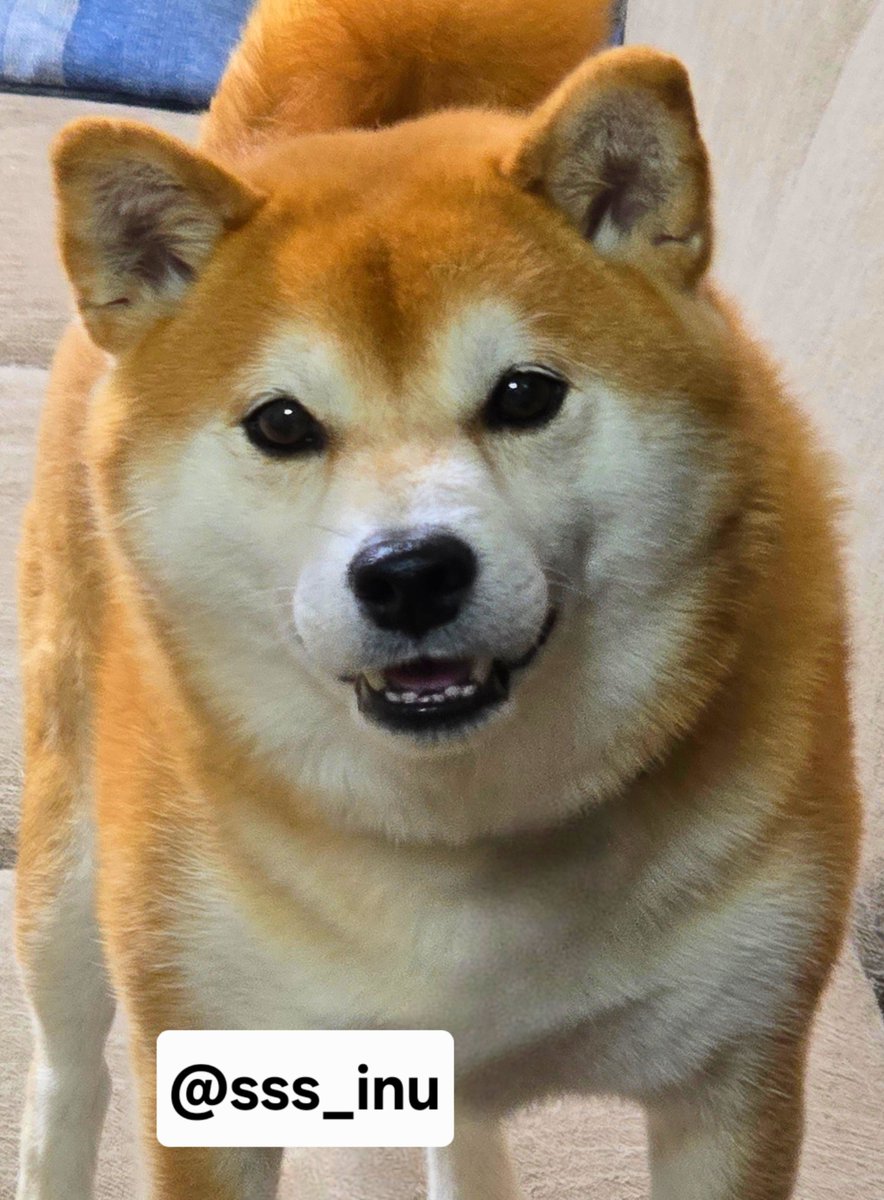 sss_inu's tweet photo. おはよ～～😄😄 https://t.co/5BSGpOeiEc