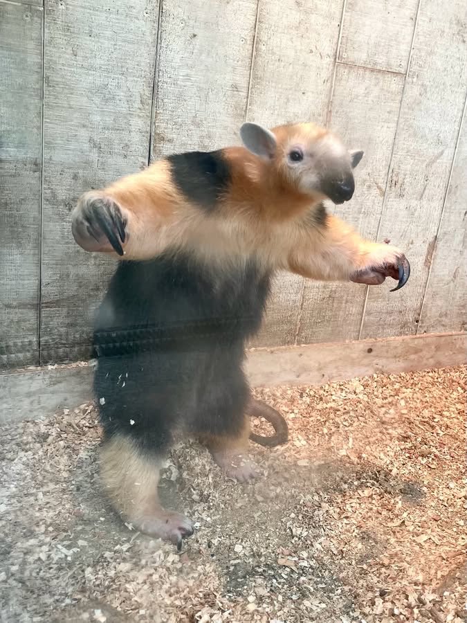 kakedashiudon's tweet photo. うおおおおおおおおおおっ

📷20241231 #伊豆シャボテン動物公園 #ミナミコアリクイ https://t.co/jT8FxeTs8Q
