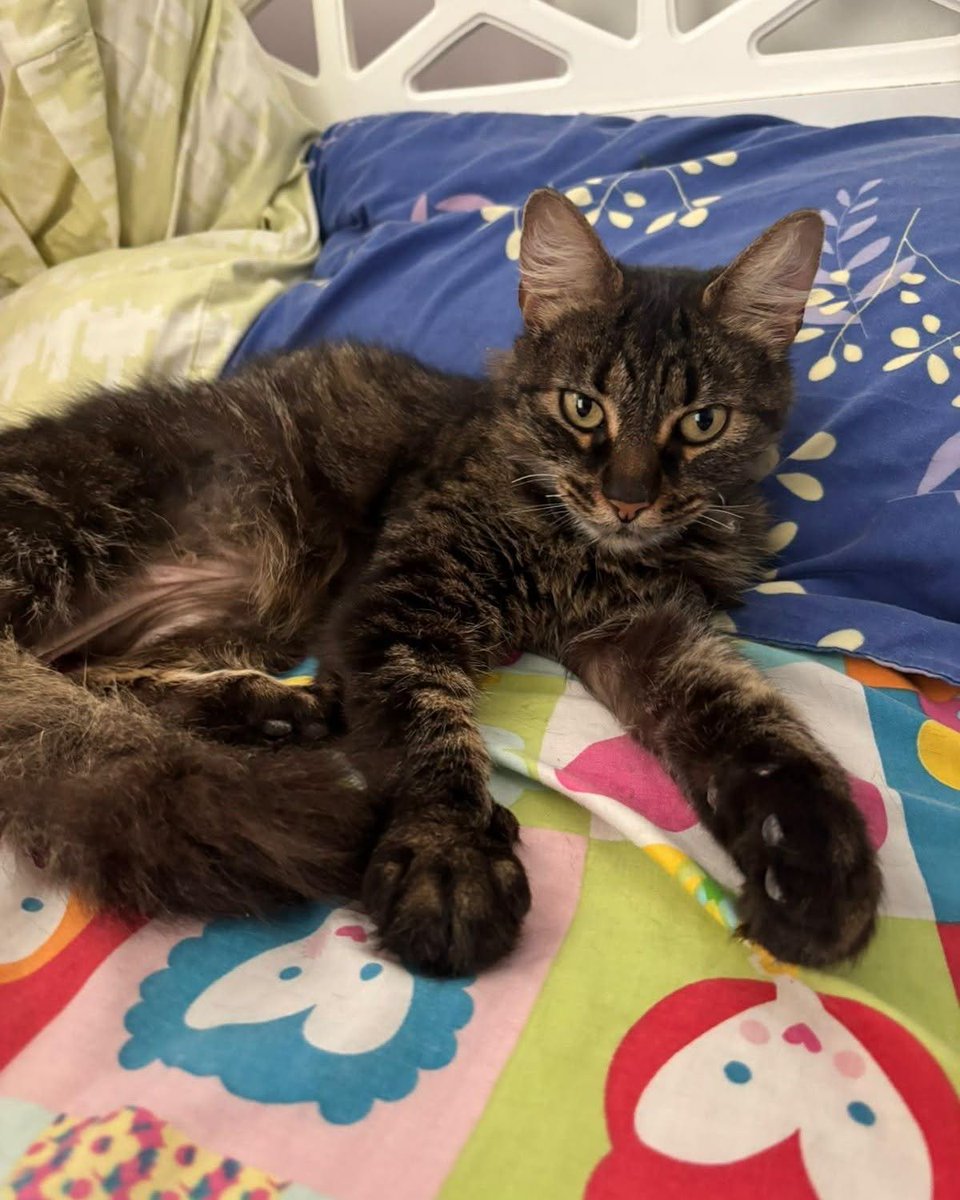 DeGatitos_'s tweet photo. GATITA EN ADOPCIÓN EN ABASTO!

Apareció hace unos días, tiene 2 años, está castrada y con virales negativas  una belleza de gatita peluda. Contacto 115 926 1085.

#GatitosenadopciondefansZONACABA https://t.co/JQwsFFrHts