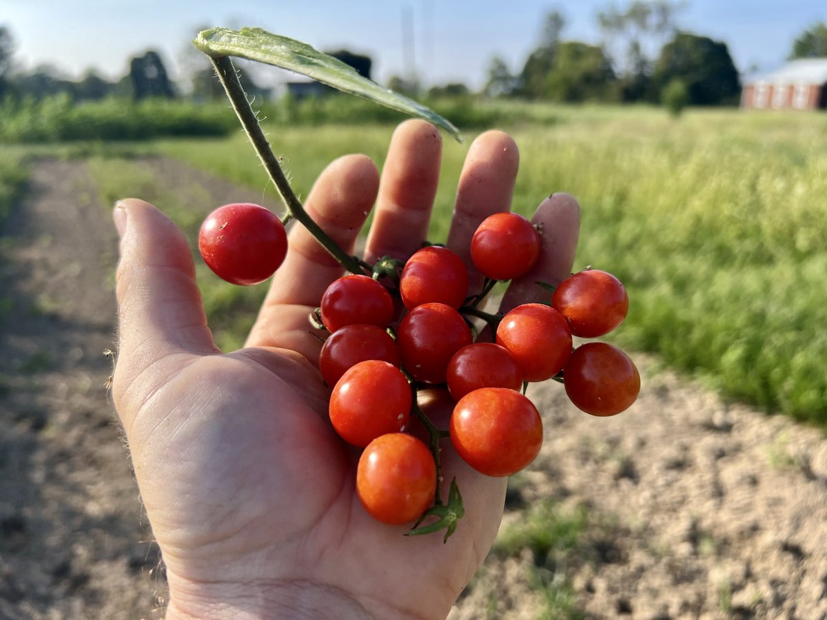 Mathew_Winters1's tweet photo. If you make one decision to plant one thing next year AND use that plant in your own cooking - make it pasta sauce.

Fresh tomatoes, maybe add some basil, an onion, garlic - you can legitimately grow a pasta garden.

Then a salsa garden. A medicinal garden. 

Try it with fresh tomatoes in pasta - absolutely incredible. But if you want to help yourself use your produce in your actual cooking, take what you enjoy eating and work it backwards into a garden for that meal.