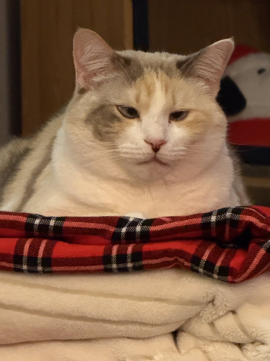 fatfatpankocat's tweet photo. Blanket tower of doom and despair https://t.co/HsdWI5ijDp