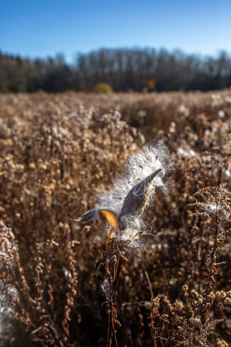 fotogosaurus's tweet photo. milkweed https://t.co/knJStcXpU2 #VT #Vermont #NewEngland #Flowers #Milkweed #field #October #Fall #Autumn #hike #OutHereInTheFields #meadow #bustingOut #moment #Think #Wonder #reflect #pause #focus #stop #LookAround #quiet #Canon #InNature #reflections #always #Cycles #ThatTime https://t.co/ypf4izOQHw