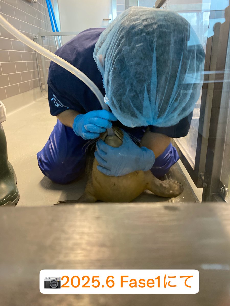 yamachicocha's tweet photo. 本来廃棄予定のものをオークションにかけるのはどうでしょうか?
アザラシの噛み跡でボロボロになったチューブや長靴、破られたユニフォームなど…
それらはアザラシの作品として魅力的です🦭✨
アザラシの抜け毛や髭、爪などがあると魅力的ですが法律上問題が…
#IdeasToSaveWEC #アザラシ幼稚園 https://t.co/s8AeJvvYUG