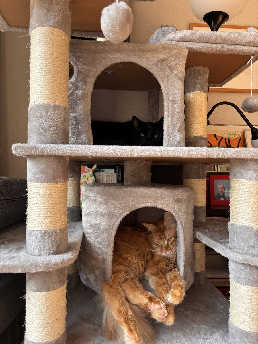 Zandora_VT's tweet photo. got them a new house and they’ve already claimed their own floors 😭😂 one upstairs, one downstairs, and both acting like they pay the bills 🐈🏠🧡

#CatLovers #CatLife #CatsOfX #HappyCats #CatParents https://t.co/bzVLPNyi17