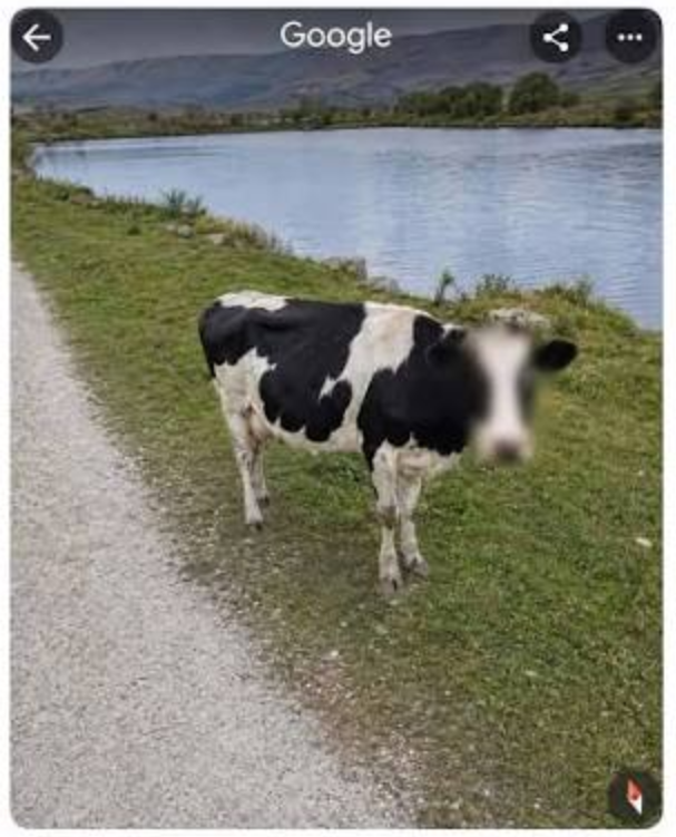 session_app's tweet photo. protect cow privacy https://t.co/cIXMGdtJb2