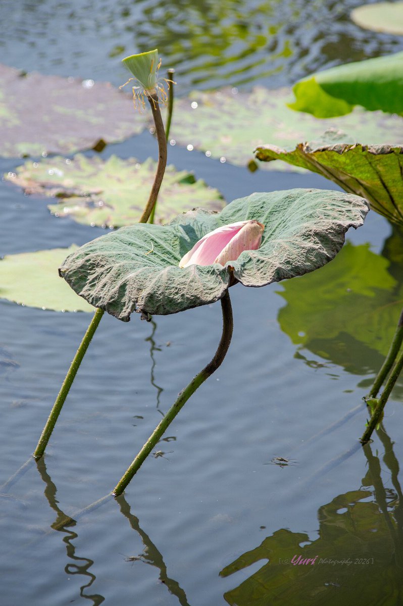 etman0930's tweet photo. 20261011 山佳荷花池

Gotcha！
(PENTAX K3 with DA 55-300mm) https://t.co/OJYo8Hmm7W