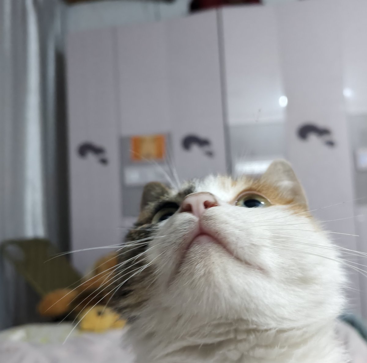 feliciae0's tweet photo. @persiankittyyy 这是我家的小猫 https://t.co/MVsHEzRSZH