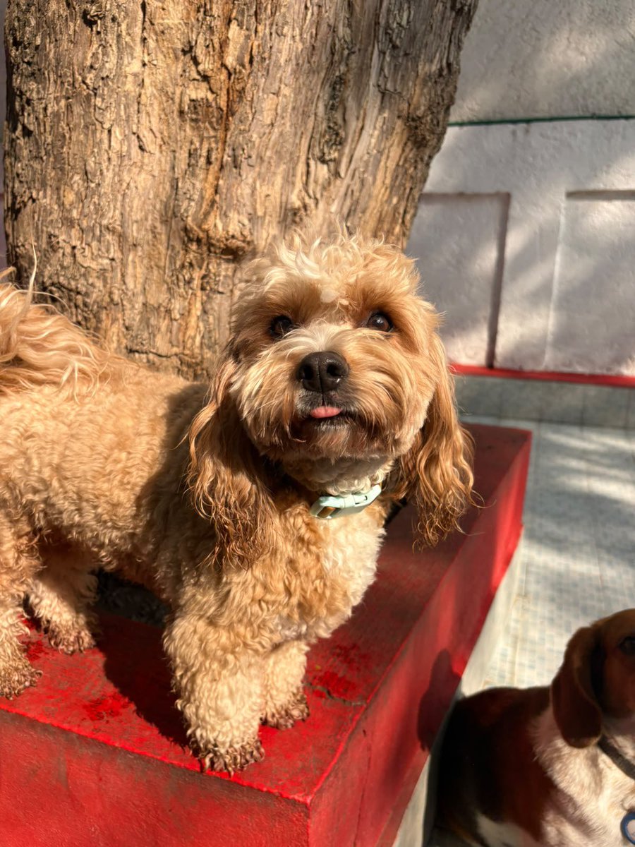 datalevi's tweet photo. Churro is so happy with his friends! https://t.co/WRCNNfrxTj