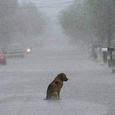 Fornicarmen457's tweet photo. 🚨🐾 ¡ELLOS NOS NECESITAN! 🌧️💔
Con las intensas lluvias, cientos de perritos abandonados están sufriendo el frío, el hambre y el dolor de la soledad en las calles. Al igual que los humanos, ellos sienten el desamparo del olvido.
No seamos indiferentes ante su dolor. https://t.co/1bomvcIZkM