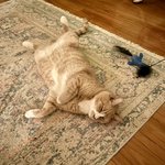 Photo by TinyAngelBill & Stanley (@TinyBillyShow)