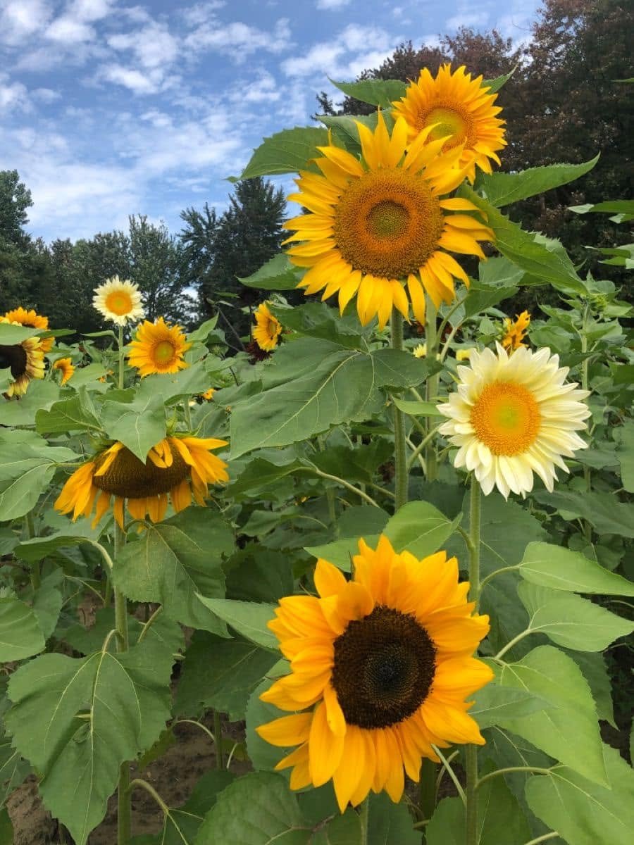 sunflowerchives's tweet photo. The most beautiful flower https://t.co/AMYRsriRFh