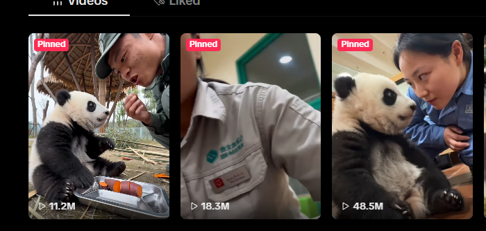 Brekfres's tweet photo. This panda GUNGUN is actually going super viral for slapping its Caretaker

its a cute baby panda that likes doing staring contest and when it feels its gonna lose it gives its caretaker a slap so it wins 

https://t.co/ez3X0SxTHj

it has millions of views across multiple videos and its insanely viral 

https://t.co/ISEjDm2pIH

dex at 20k