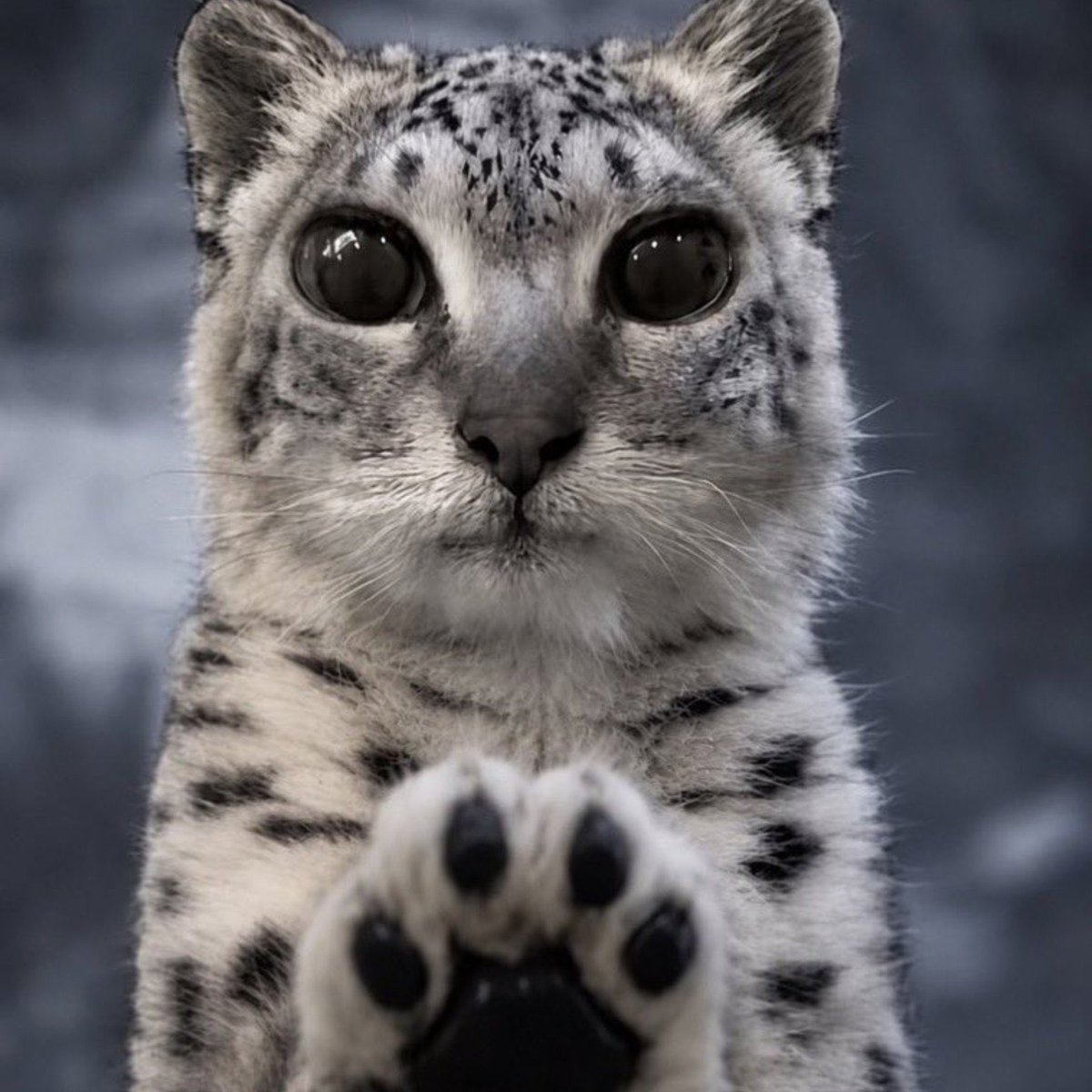 vaexly's tweet photo. *paws at you* can you stream your game for me
*paws at you* can you stream your game for me
*paws at you* can you stream your game for me https://t.co/wLhag8utww
