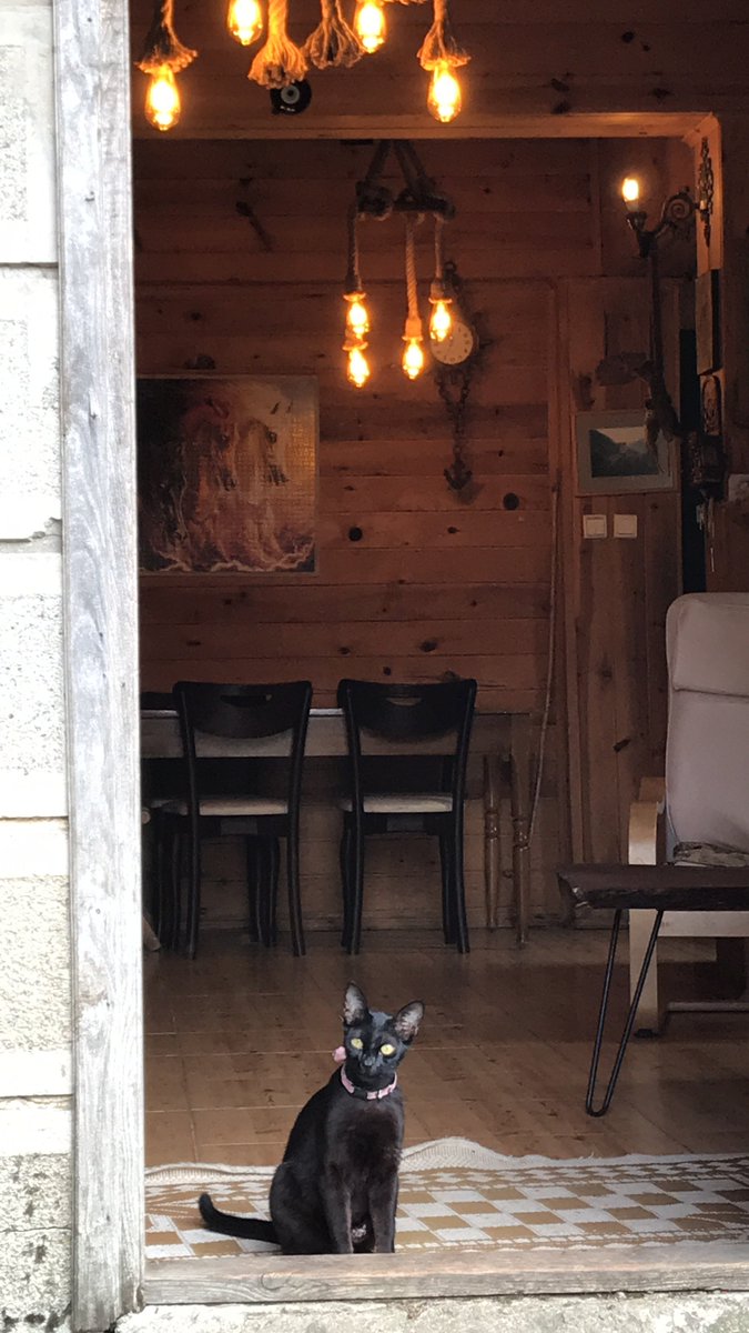 kian_marjan's tweet photo. Was thinking about this little princess once met in Rize living best life in mountains ,Miss the place miss the kitty https://t.co/pnsLpl42n7